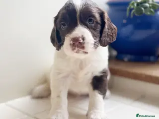Reduced Springer Spaniel Puppies for Sale