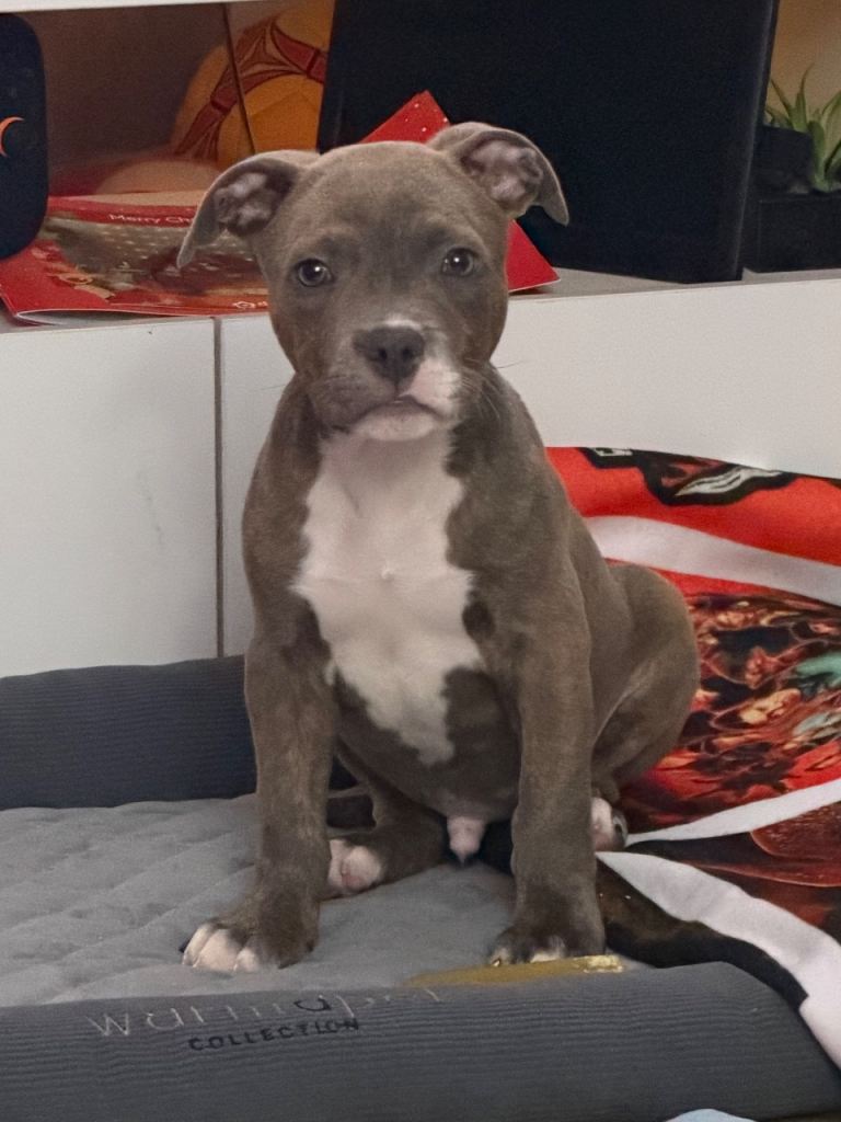 Staffordshire Bull Terrier Puppy - Male, 11 Weeks Old