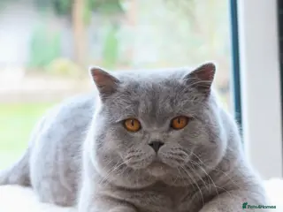 Aurabeau Cats is expecting Kittens