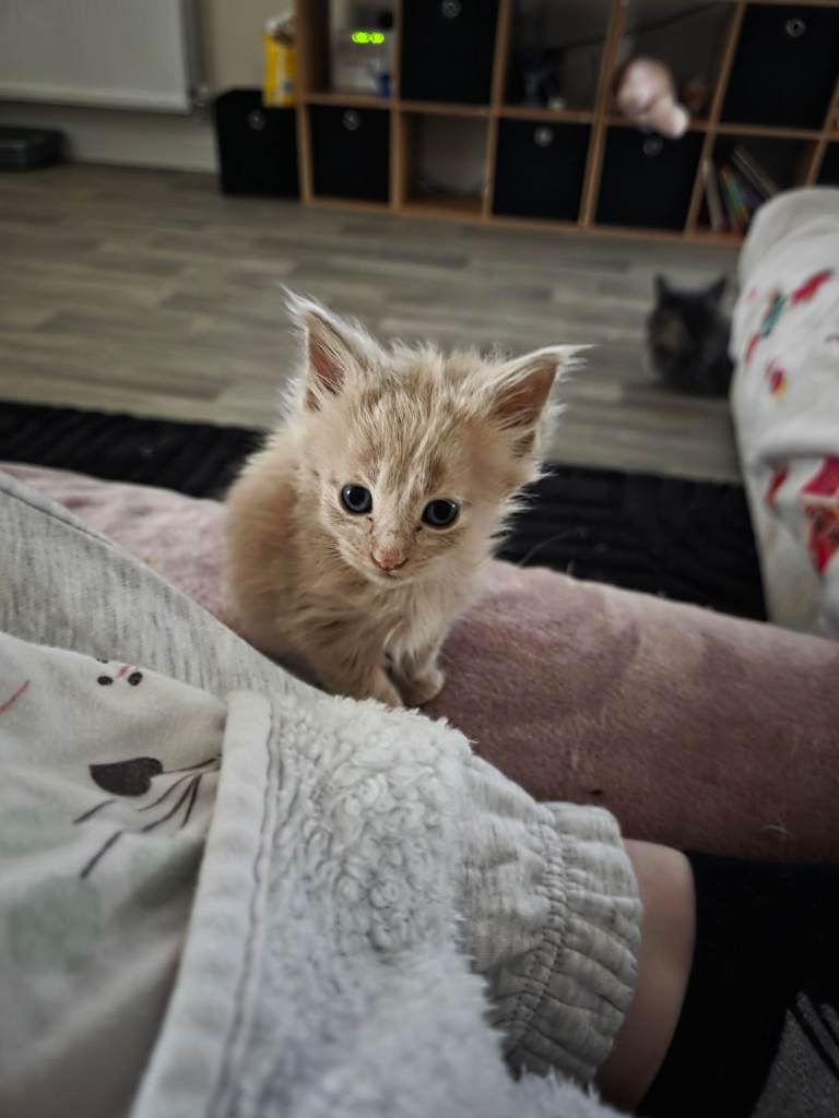 Maine Coon Kitten for Sale