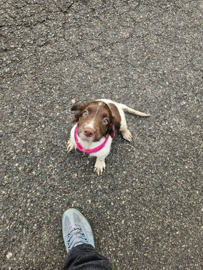 Springer Spaniel Puppy