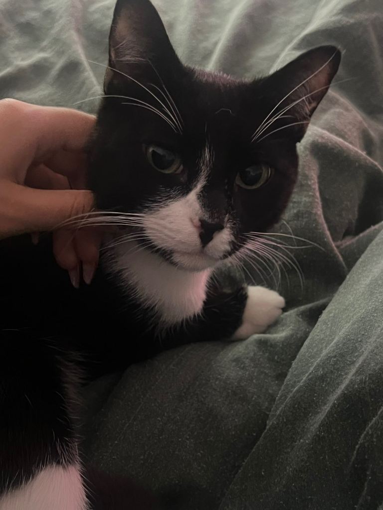 13 Month Old Cat Ready for Adoption