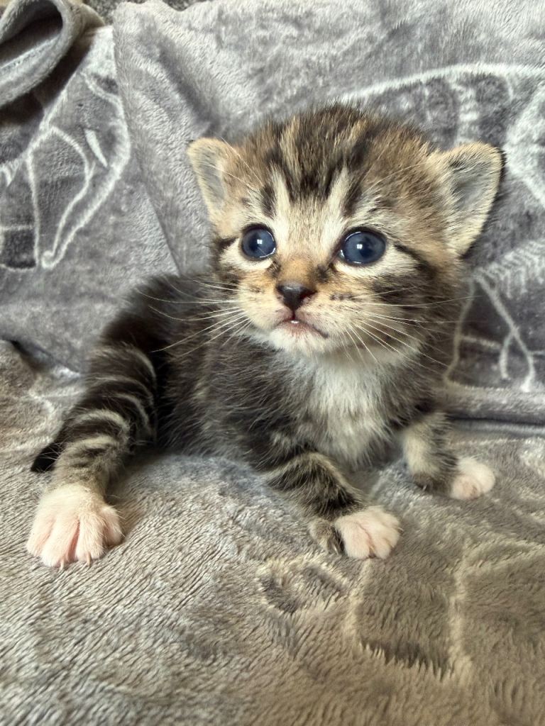 Cute Fluffy Kittens Ready in 4 Weeks