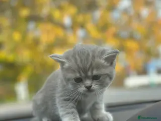 4 Weeks Old British Shorthair Kittens for Reservation