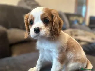 Cavalier King Charles Spaniel Puppies - DNA Tested