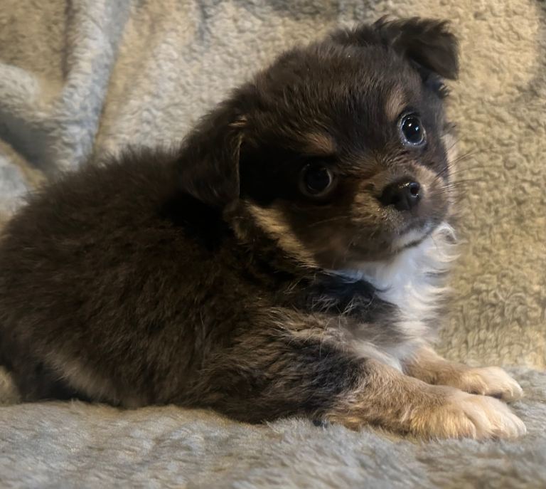 Fluffy Chihuahua Pups Mixed Litter Ready Now
