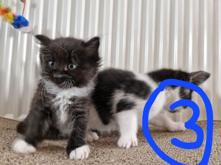 Kittens for Sale