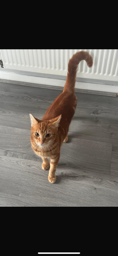 Orange Kitten Ready for Adoption