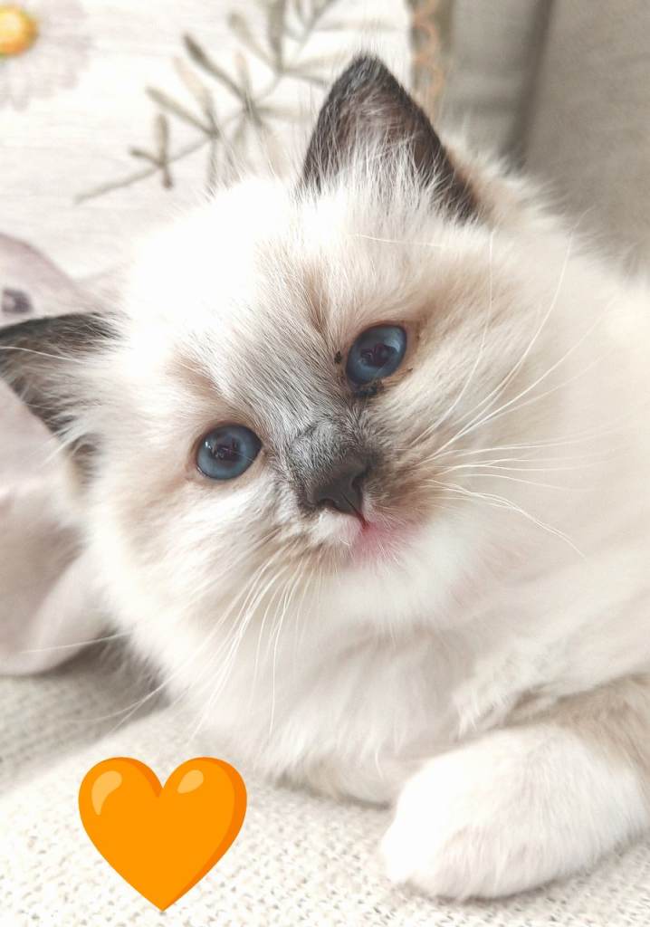 Ragdoll Kittens for Sale