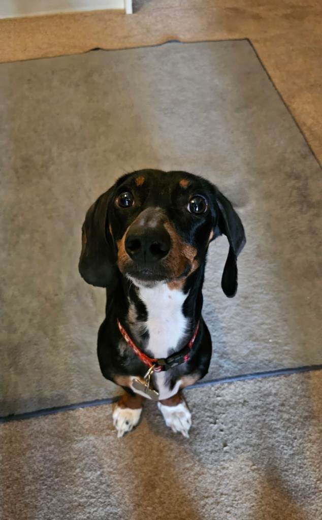 2 Year Old Dachshund Ready for Adoption