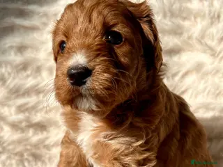 Tollerdoodle