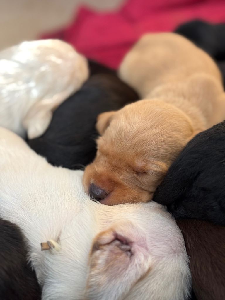 Pointer Vizsla Doodles Pups