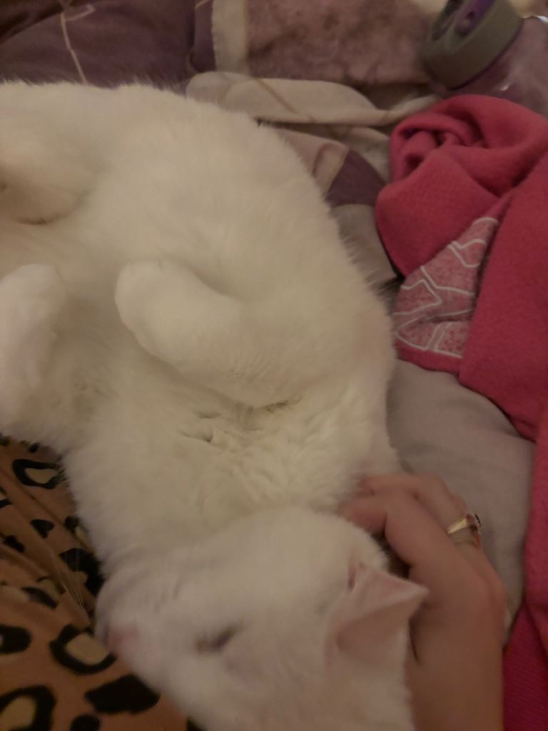 Two Male Cats Looking for a New Home