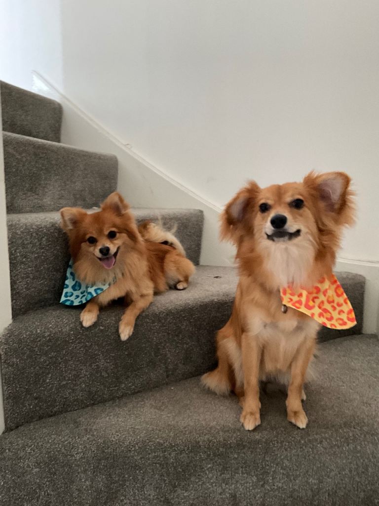 Rehoming my dogs