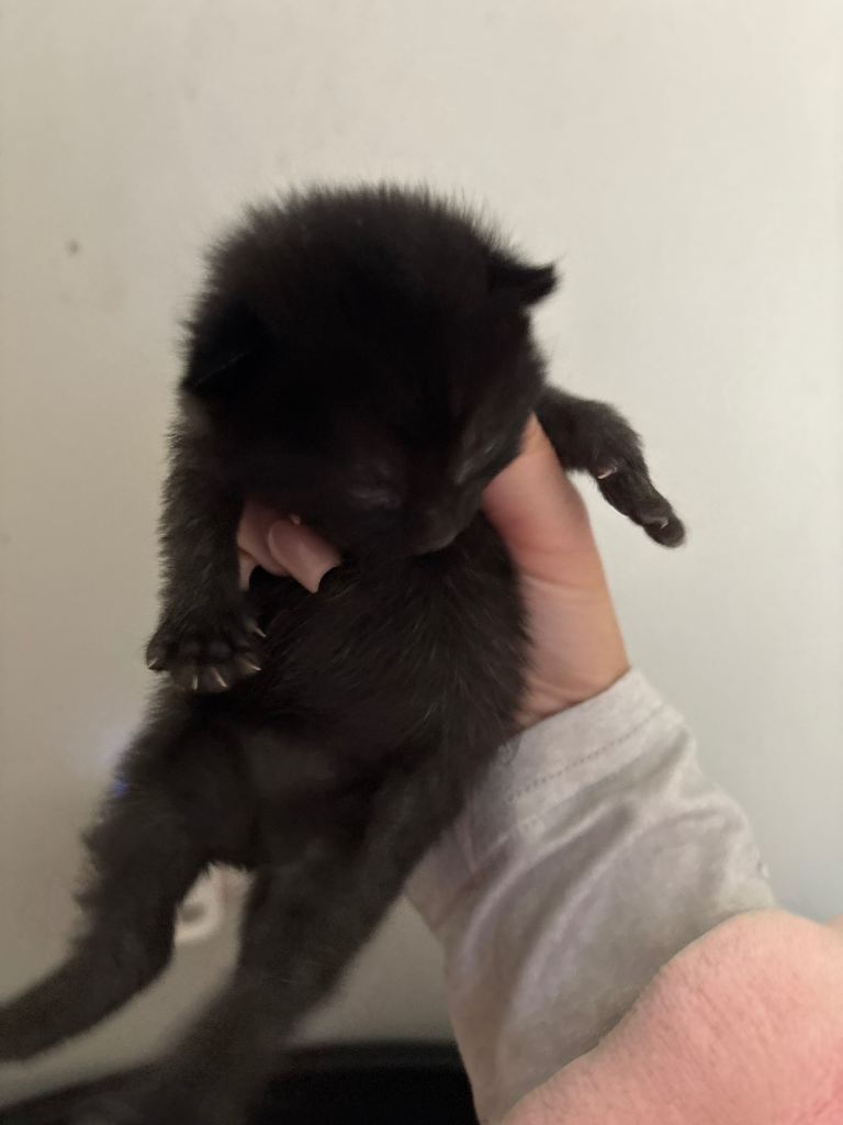 3 Kittens for Sale