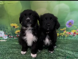 Australian Shepherd x Golden Retriever Puppies
