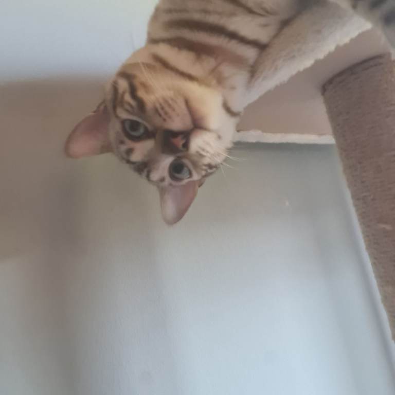 Bengal Cat Available for Adoption
