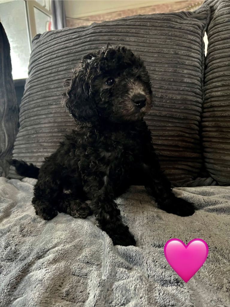 Cockapoo Puppies - 10 Weeks Old, Ready to Leave Now