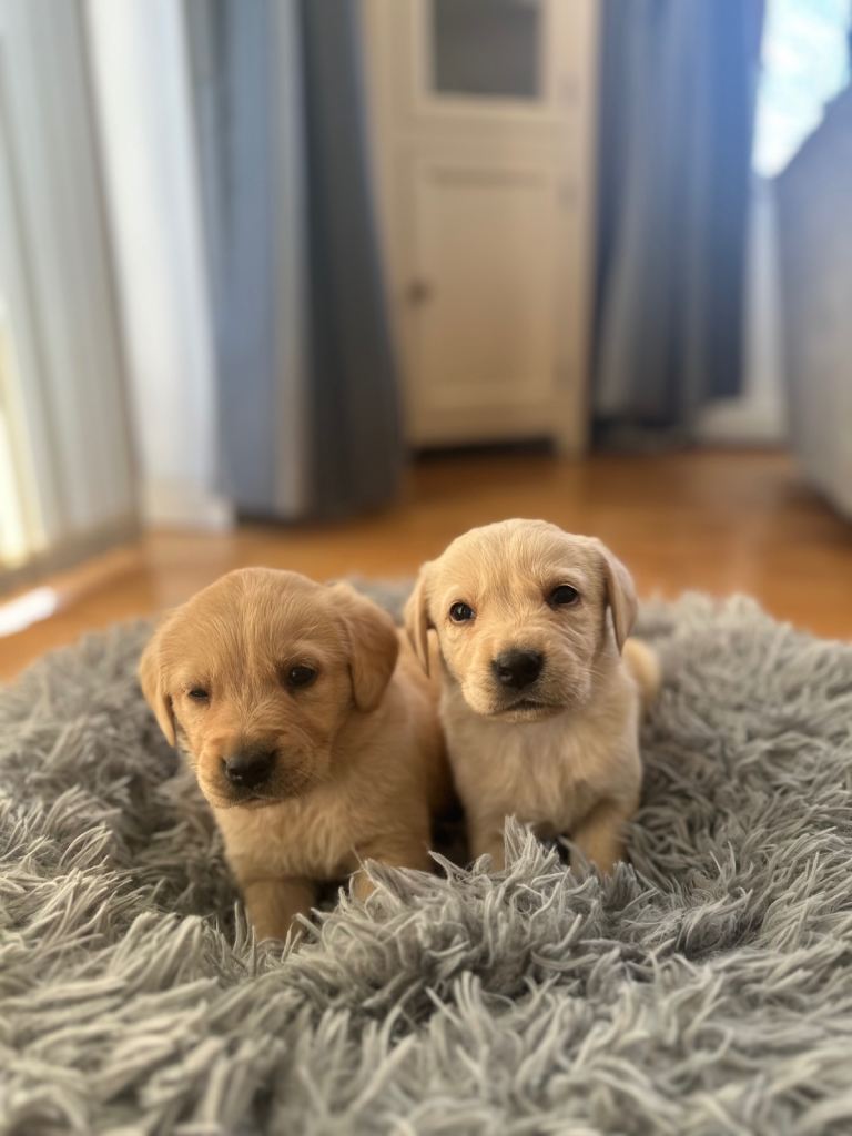 Golden Retriever/Labrador Puppies for Sale