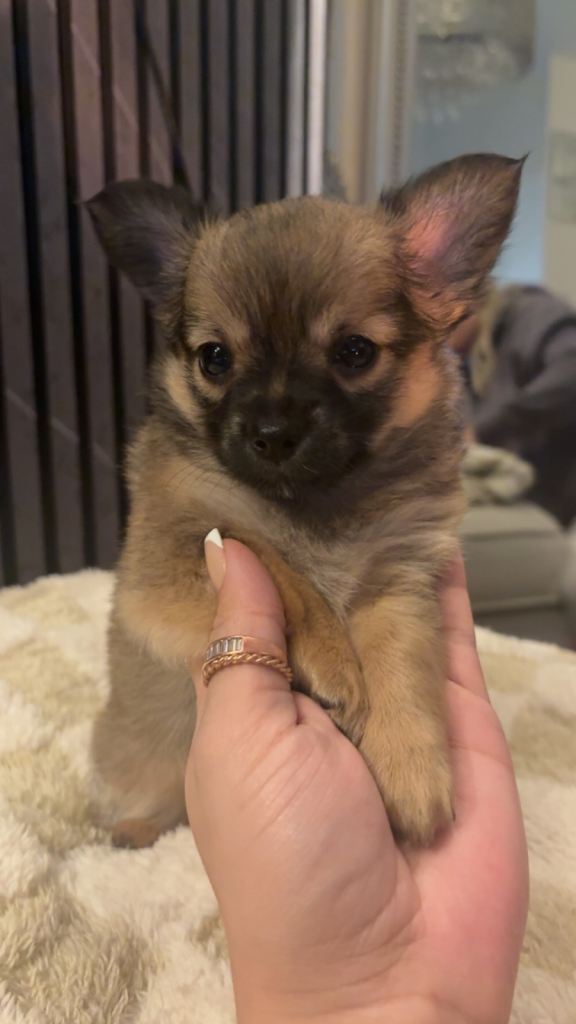 Baby Girl Chihuahua Puppy
