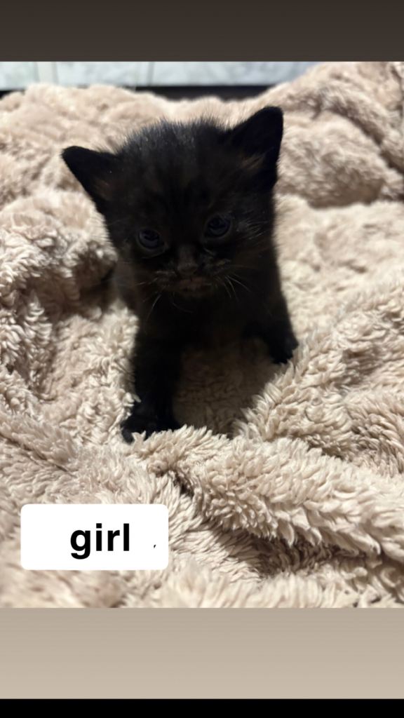 2 Kittens Ready to Leave in 1 Week