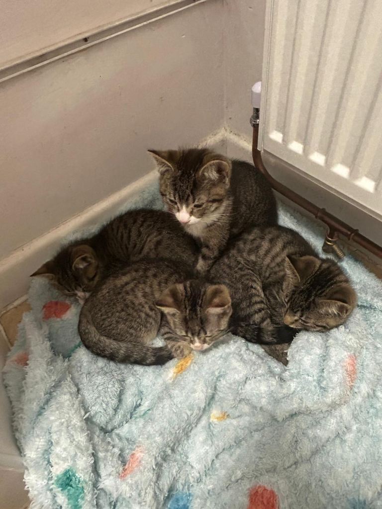 Half Ragdoll Half American Shorthair Kittens