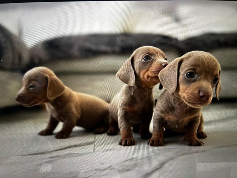 Golden Lilac Smooth Coat Miniature Dachshund Puppies for Sale
