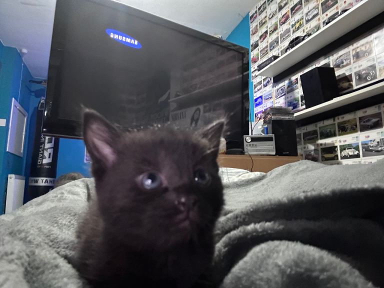 10 Kittens for Sale