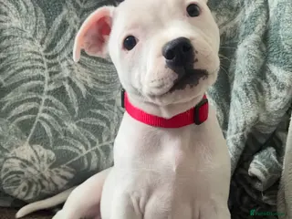 13 week old female Staffordshire Bull Terrier