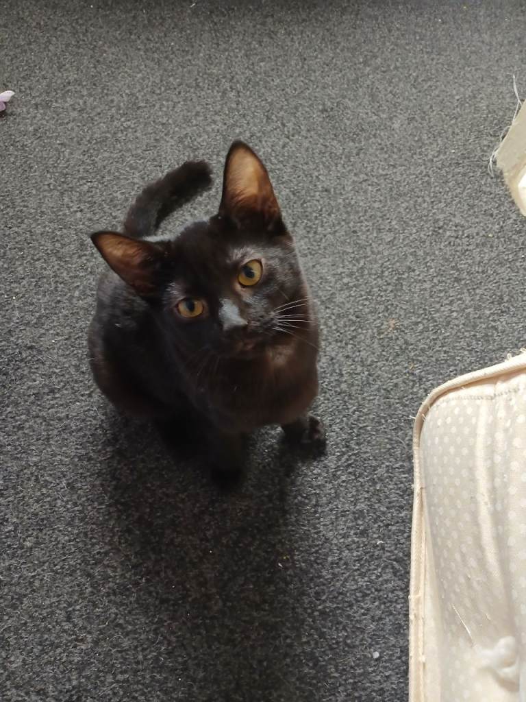 4 Month Old Kitten Looking for Forever Home