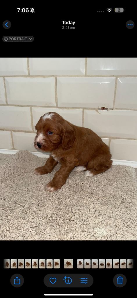 Unusual Colour Cavapoos - Vet Checked and Ready to Leave